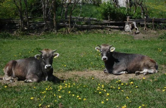 Ralserhof in Vipiteno / South Tyrol